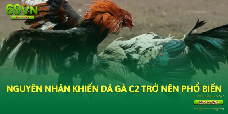 Nguyên nhân khiến đá gà C2 trở nên phổ biến