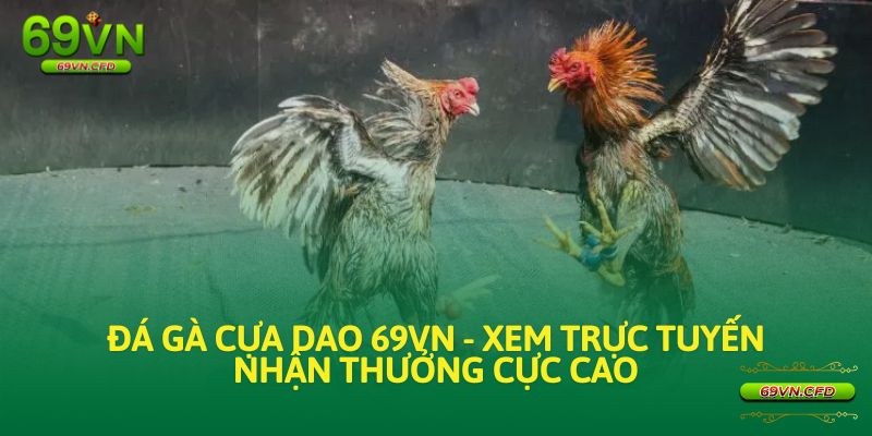 đá gà cựa dao