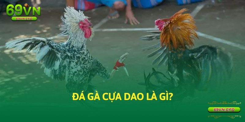 Đá gà cựa dao là gì?