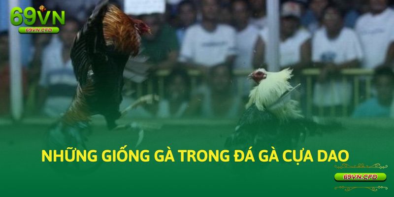 Những giống gà trong đá gà cựa dao