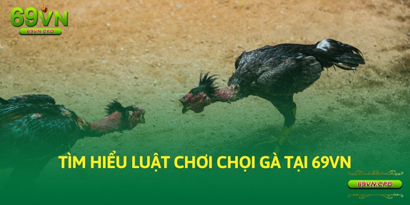 Tìm hiểu luật chơi chọi gà tại 69VN